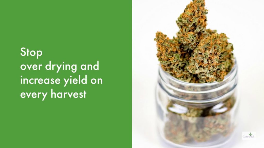 Top 6 Best Tips For Drying Cannabis Plants | Our Guide On Growing | The Seed Fair