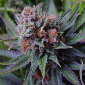 Blue Dream Feminized Cannabis Seeds | Blue Dream Strain | The Seed Fair