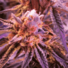 Oregon Peach Feminized Feminized Cannabis Seeds | Oregon Peach | The Seed Fair