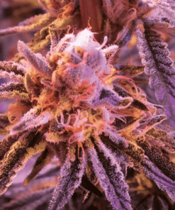 Oregon Peach Feminized Feminized Cannabis Seeds | Oregon Peach | The Seed Fair