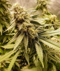 Strawberry Banana Cheese Feminized Cannabis Seeds | The Seed Fair