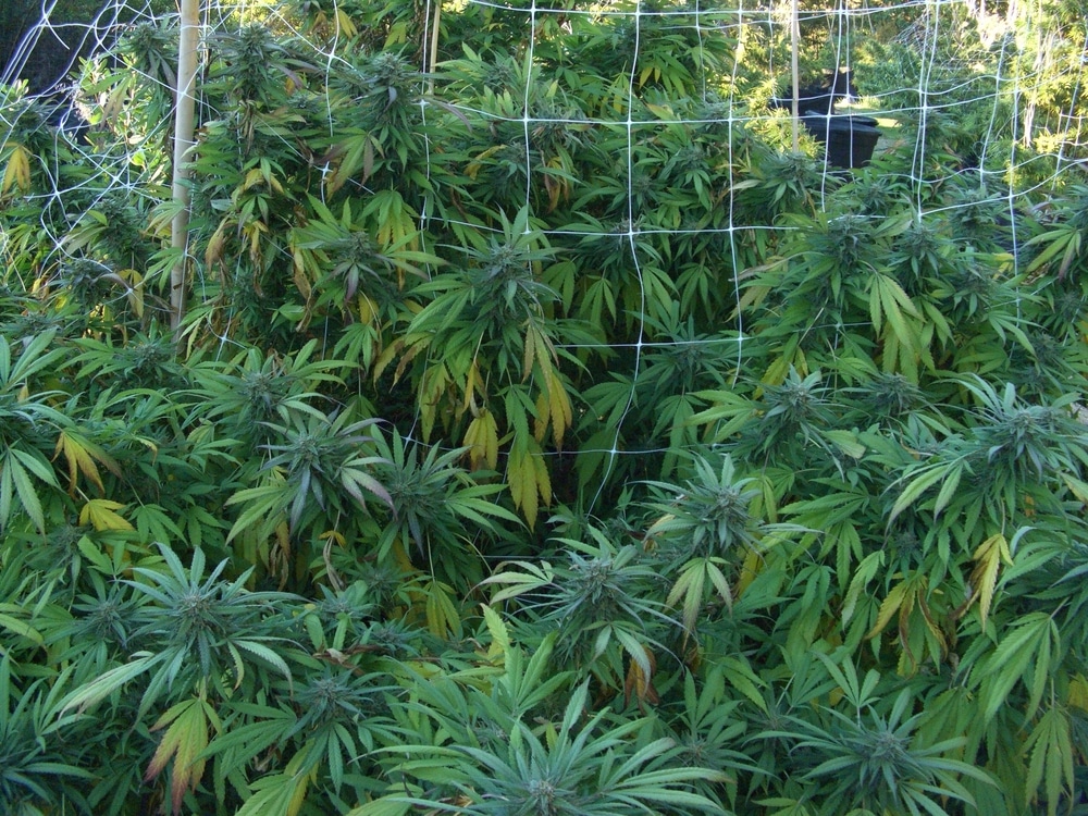 Lush, green cannabis growing in a scrog net