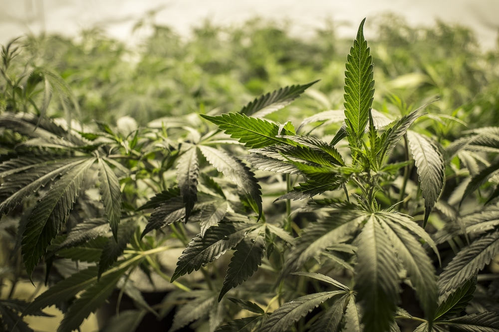 Healthy cannabis plants growing indoors