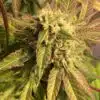 Badazz Cheese Feminized Cannabis Seeds | Badazz Cheese Strain | The Seed Fair