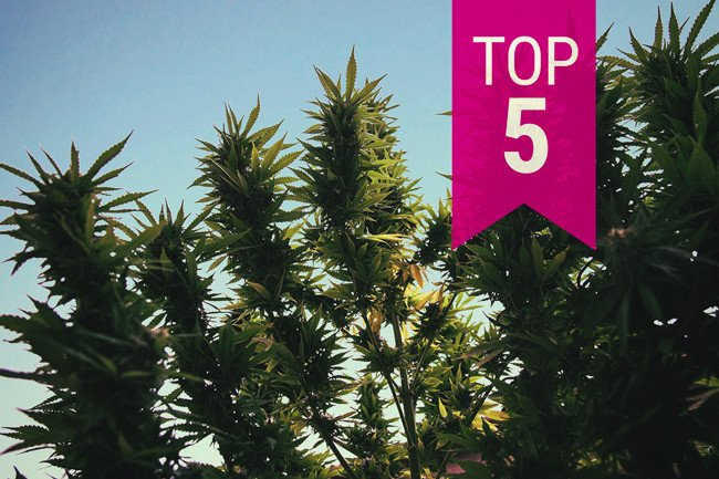 Our Guide On The 5 Best Strains For Desert Climate | Desert Climate Growing | The Seed Fair