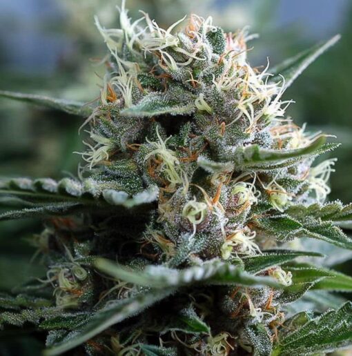 Big Bud Fast Version Cannabis Seeds | Big Bud Strain | The Seed Fair