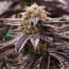 Black Domina Feminized Cannabis Seeds | Black Domina Strain | The Seed Fair
