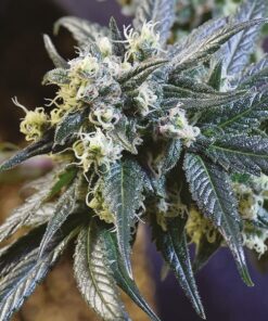 Black Hulk Feminized Cannabis Seeds | Black Hulk Strain | The Seed Fair