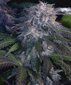 Black Widow Feminized Cannabis Seeds | Black Widow Strain | The Seed Fair