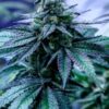 Blue Cookies Feminized Cannabis Seeds | Blue Cookies Strain | The Seed Fair