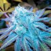 Blue Haze Feminized Cannabis Seeds | Blue Haze Strain | The Seed Fair