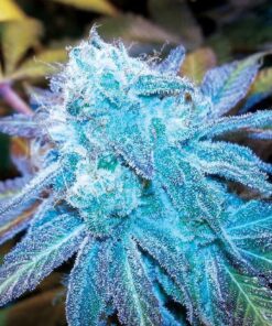 Blue Haze Feminized Cannabis Seeds | Blue Haze Strain | The Seed Fair