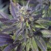 Blue Widow Feminized Cannabis Seeds | Blue Widow Strain | The Seed Fair