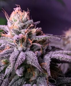 Blueberry Feminized Cannabis Seeds | best feminized seeds