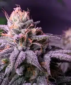Blueberry Feminized Cannabis Seeds | best feminized seeds