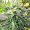 Blueberry HeadBand Feminized Cannabis Seeds | Blueberry Head Band | The Seed Fair