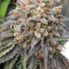 Bubba's Gift Feminized Cannabis Seeds | Bubbas Gift Strain | The Seed Fair
