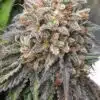 Bubba's Gift Feminized Cannabis Seeds | Bubbas Gift Strain | The Seed Fair