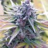 Candy Kush Feminized Cannabis Seeds | Candy Kush Strain | The Seed Fair