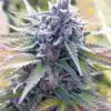 Candy Kush Feminized Cannabis Seeds | Candy Kush Strain | The Seed Fair
