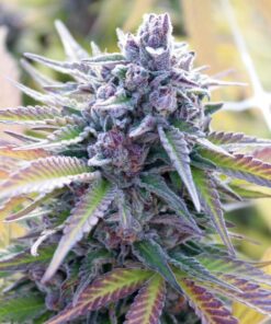 Candy Kush Feminized Cannabis Seeds | Candy Kush Strain | The Seed Fair
