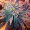 Candyland Peyote Feminized Cannabis Seeds | Candyland Peyote Strain | The Seed Fair