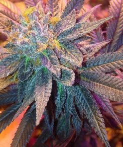 Candyland Peyote Feminized Cannabis Seeds | Candyland Peyote Strain | The Seed Fair
