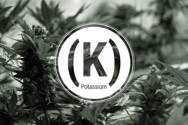 Cannabis Potassium Deficiency | How To Solve For Your Plants | The Seed Fair