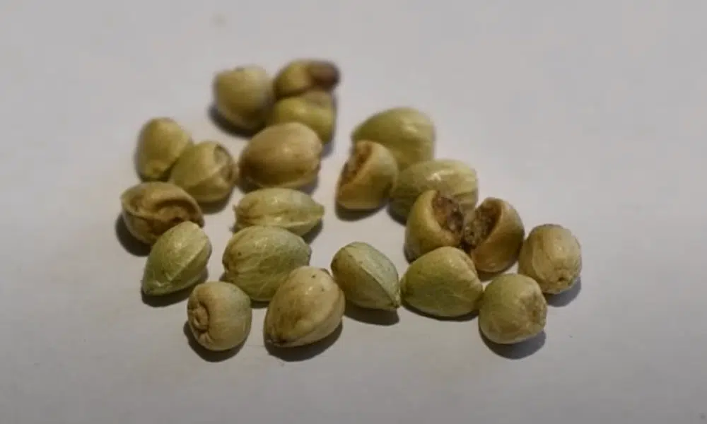 cannabis seeds gender