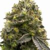 Carmen 2.0 Feminized Cannabis Seeds | Carmen Strain | The Seed Fair