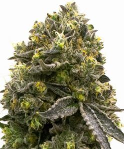 Carmen 2.0 Feminized Cannabis Seeds | Carmen Strain | The Seed Fair