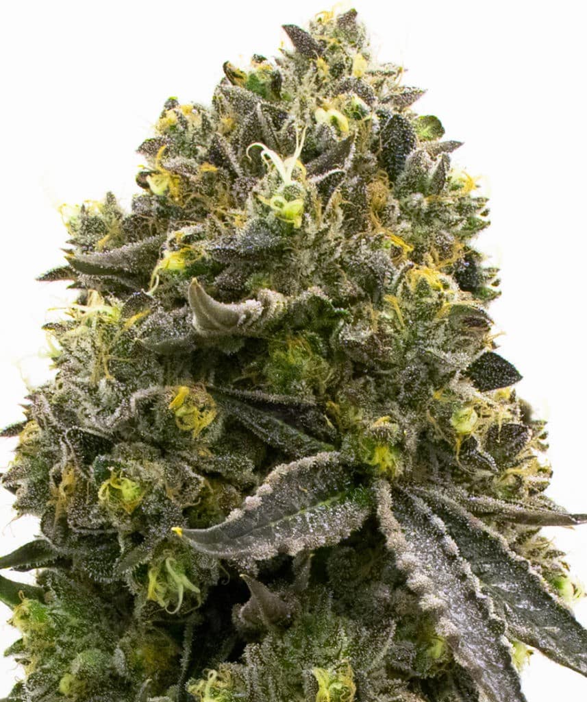 naturalizer carmen