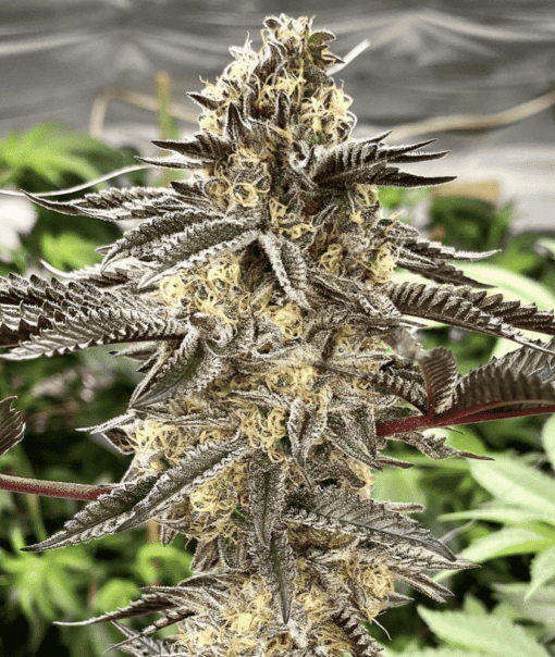 Cement Shooz Feminized Cannabis Seeds | Clement Shooz Strain | The Seed Fair