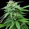 Cheese Diesel Feminized Cannabis Seeds | Cheese Diesel Strain | The Seed Fair