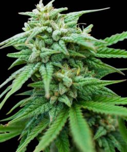 Cheese Diesel Feminized Cannabis Seeds | Cheese Diesel Strain | The Seed Fair