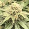 Chronic Widow Feminized Cannabis Seeds | Chronic Widow Strain | The Seed Fair