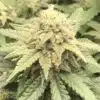 Chronic Widow Feminized Cannabis Seeds | Chronic Widow Strain | The Seed Fair