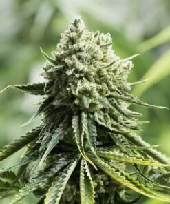 Critical Fast Version Feminized Cannabis Seeds | Critical Fast Strain | The Seed Fair