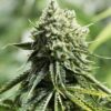Critical 2.0 Feminized Cannabis Seeds | Critical 2.0 Strain | The Seed Fair
