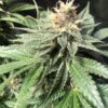 Critical Bilbo Feminized Cannabis Seeds | Critical Bilbo Strain | The Seed Fair