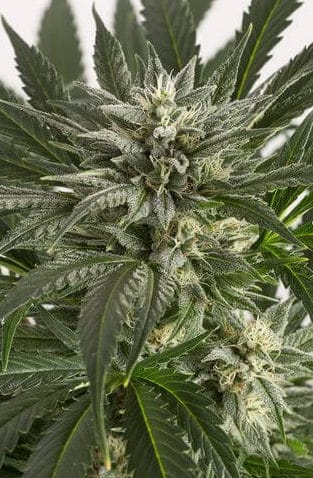Critical Blue Feminized Cannabis Seeds | Critical Blue Strain | The Seed Fair