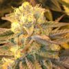 Critical Widow Feminized Cannabis Seeds | Critical Widow Strain | The Seed Fair