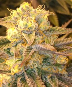 Critical Widow Feminized Cannabis Seeds | Critical Widow Strain | The Seed Fair