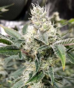 Crystal Feminized Cannabis Seeds | Crystal Feminized Strain | The Seed Fair