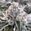 Dolato Feminized Cannabis Seeds | Dolato Feminized Strain | The Seed Fair