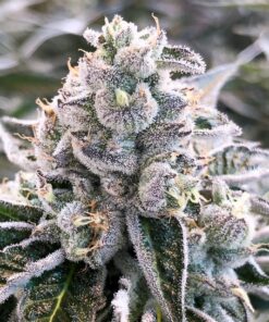 Dolato Feminized Cannabis Seeds | Dolato Feminized Strain | The Seed Fair