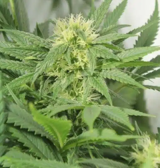 Early Skunk Feminized Cannabis Seeds | Early Skunk Feminized Strain | The Seed Fair