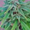 Exodus Cheese Blue Head Band Feminized Cannabis Seeds | The Seed Fair