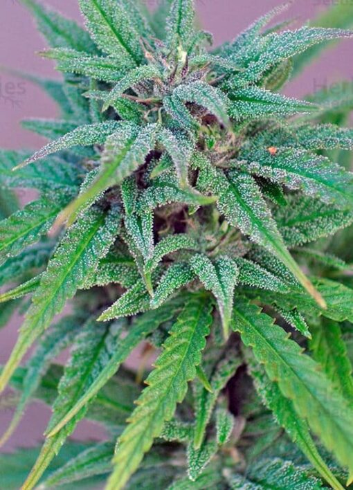 Exodus Cheese Blue Head Band Feminized Cannabis Seeds | The Seed Fair