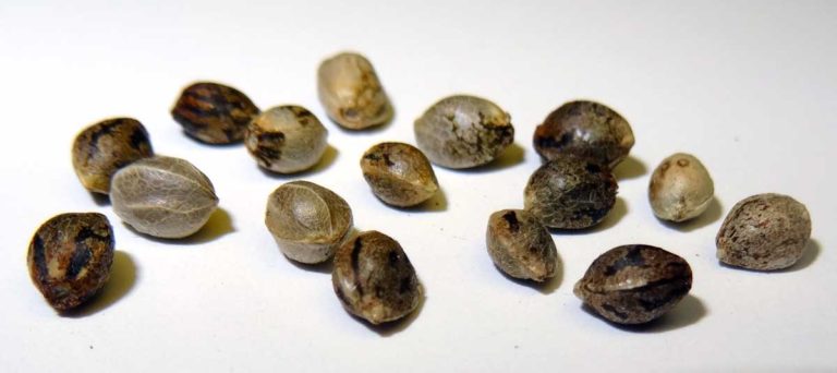 How To Identify A Female Seed | The Seed Fair Blog